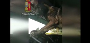 Куче открива хероин в камион: Сигнализира с клаксон (ВИДЕО)
