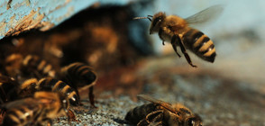 Мъж тества най-болезнените места при ужилване от пчела