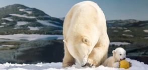 Бяло мече ще бъде кръстено с името Мишка (ВИДЕО+СНИМКИ)