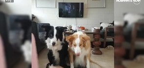 Две кучета правят невероятни трикове (ВИДЕО)