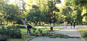 Падналото в Борисовата градина дърво изглеждало напълно здраво