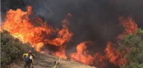 Горските пожари в Тунис обхванаха над 2000 хектара