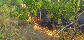 Пожар обхвана лозя край Благоевград (ВИДЕО+СНИМКИ)