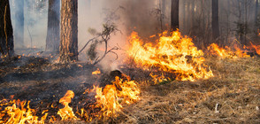 Тийнейджър запалил един от големите горски пожари в Македония