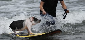 В състезание по сърф за кучета се включиха и... прасета (СНИМКИ)