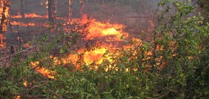 Извънредно положение на Закинтос заради пожарите (ВИДЕО)