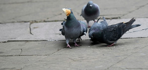 Зазидаха гълъби при саниране на блокове (ВИДЕО)