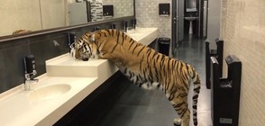 Тигрица нахлу в мъжка тоалетна (ВИДЕО)