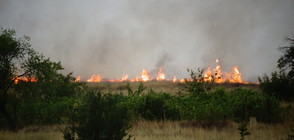 Пламнаха лозя край Рилци (ВИДЕО)