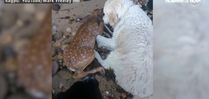 Куче спаси давещо се еленче (ВИДЕО)