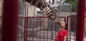Жираф целува хора и владее "лунната походка" (ВИДЕО)