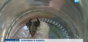 Скорпиони се промъкват в домовете на пловдивчани (ВИДЕО)