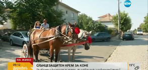 Ще забранят ли файтоните по морето, ако липсват грижи за животните в жегата?