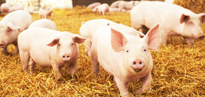 Генномодифицирани прасета ще бъдат използвани като донори на органи