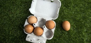 В Испания откриха заразени яйца от Франция