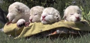 Четири редки бели лъвчета се родиха на Световния ден на лъва (ВИДЕО)