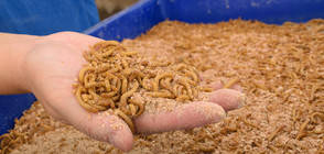 Храни от насекоми излизат в продажба в Швейцария