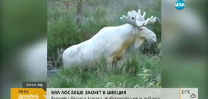 Бял лос заснеха в Швеция (ВИДЕО)