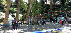 Десетки убити и ранени при падане на дърво в Португалия (ВИДЕО+СНИМКИ)
