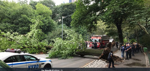 Жена и 3 деца пострадаха при падане на голямо дърво в Ню Йорк (ВИДЕО)