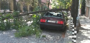 Дърво падна върху лек автомобил в София
