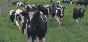 Крави прогониха лъвски прайд в Индия (ВИДЕО)