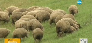 В Полша използват стадо за поддържане на тревни площи (ВИДЕО)
