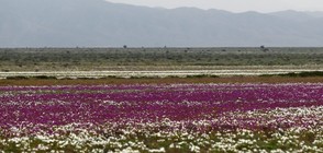 ВПЕЧАТЛЯВАЩО ЯВЛЕНИЕ: Цветя се появиха в пустинята Атакама (СНИМКИ)