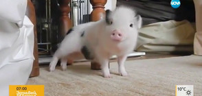 Прасенце "танцува" на Риана (ВИДЕО)