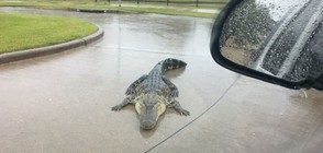 Объркани алигатори по улиците на Тексас заради урагана (СНИМКИ)