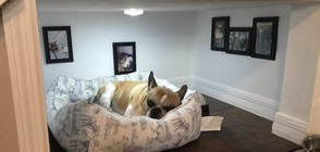 Мъж построи специална стая за кучето си (СНИМКИ)
