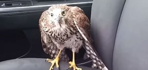 Ястреб се скри в такси от урагана "Харви" (ВИДЕО)