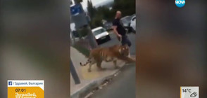 Мъж разхожда тигър на каишка (ВИДЕО)
