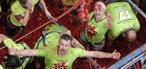 БОЙ С ДОМАТИ: Започна традиционната „Томатина” в Испания (ВИДЕО+СНИМКИ)