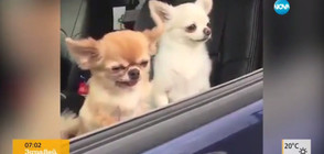 ЖАЖДА ЗА СЪН: Как изглежда едно недоспало кученце? (ВИДЕО)