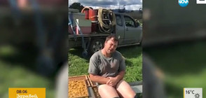 Пчелар седна гол върху кошер (ВИДЕО)