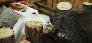 Коза, морско свинче и таралеж – неразделни приятели (ВИДЕО)