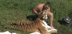 Мъж заведе домашния си тигър на плаж (ВИДЕО)