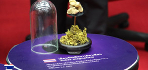 Откриха тропически трюфели в Тайланд