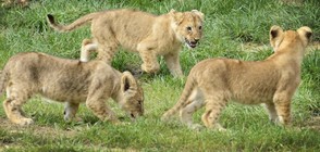 Първа разходка за три малки лъвчета (СНИМКИ)