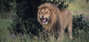 Пет лъва се разхождат свободно, недалеч от Йоханесбург