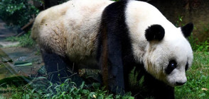 Почина най-възрастната панда, отглеждана в плен (ВИДЕО+СНИМКА)