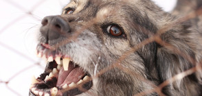1000 лева глоба за собственик на куче, нападнало жена