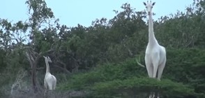 Заснеха бели жирафи в Кения (ВИДЕО)