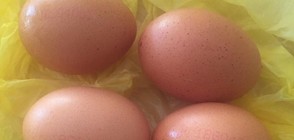 Унищожават партидите яйца с фипронил