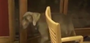ПЕРФЕКТНА ДРЕСИРОВКА: Куче затваря вратата след себе си (ВИДЕО)