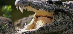 Нилски крокодил се появи в мазето на панелка в Петербург (СНИМКА)