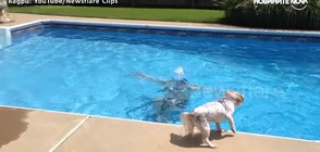 Защо куче не спира да лае, докато собственикът му е в басейн? (ВИДЕО)