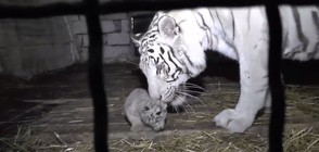 Тигрицата на Тимошенко играе с малкото си (ВИДЕО)