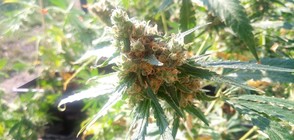 Повдигнаха обвинение на двама за притежание на близо 5 кг коноп